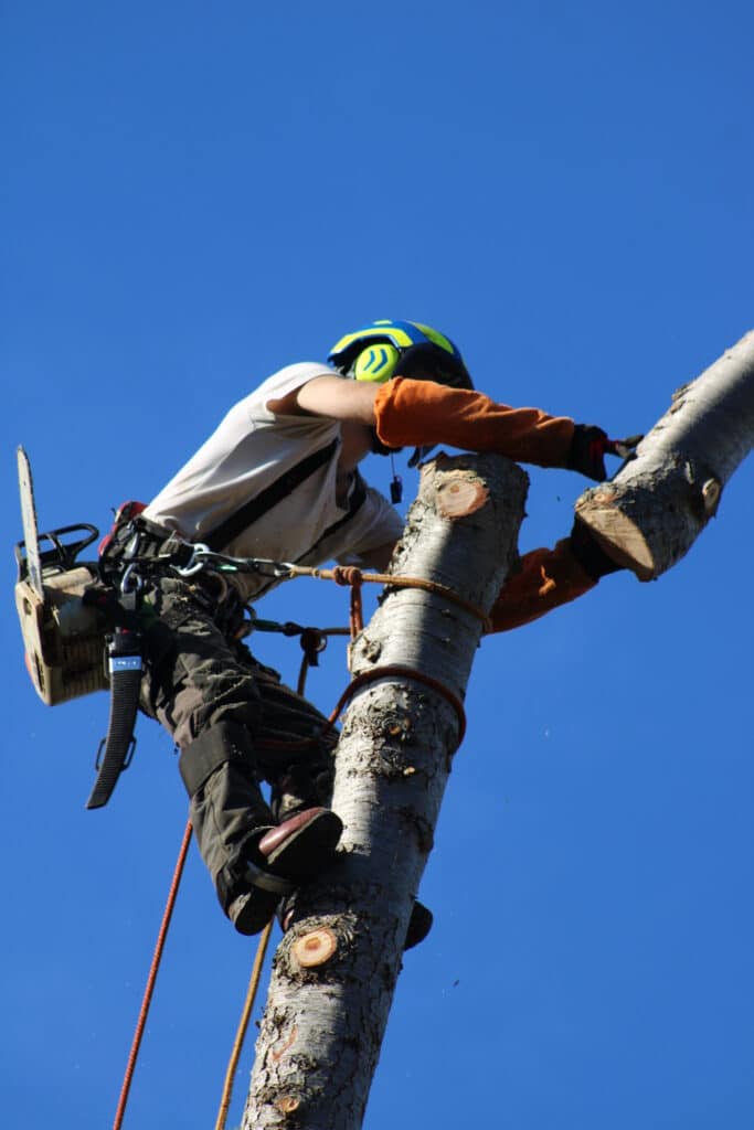 Arboriste équipé d'un casque de sécurité et d'une tronçonneuse, coupant un tronc d'arbre en hauteur sous un ciel bleu clair.